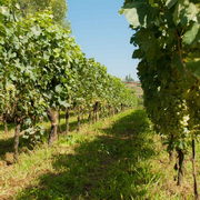 Phlegraean Fields vineyard tour