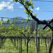 Vesuvius Wine Tasting